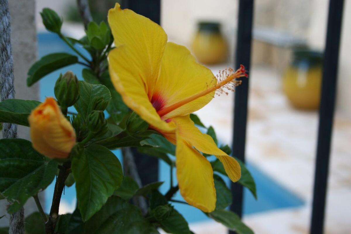 Maison Pelissier Bed And Breakfast With Sweeming Pool Cuxac-dʼAude Dış mekan fotoğraf